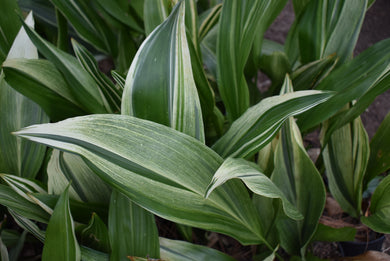 Aspidistra elatior 'Mangetsu'