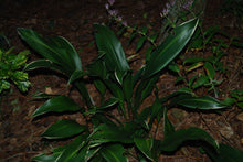 Aspidistra elatior 'To Ryu Mon'