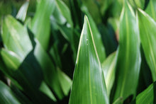 Aspidistra elatior 'To Ryu Mon'