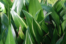 Aspidistra elatior 'To Ryu Mon'