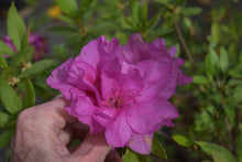 Azalea formosana 'Te Botan'