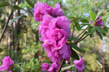 Azalea formosana 'Te Botan'