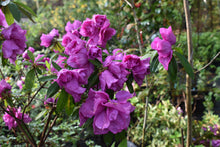 Azalea formosana 'Te Botan'