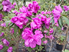 Azalea formosana 'Te Botan'