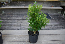 Buxus harlandii 'Goliath'