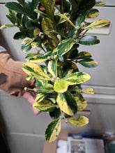 Buxus sinica 'Kinsha'