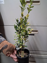 Buxus sinica 'Kinsha'