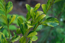 Buxus sinica 'Kinsha'