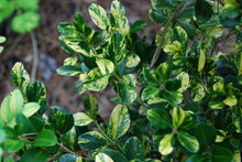 Buxus sinica 'Kinsha'