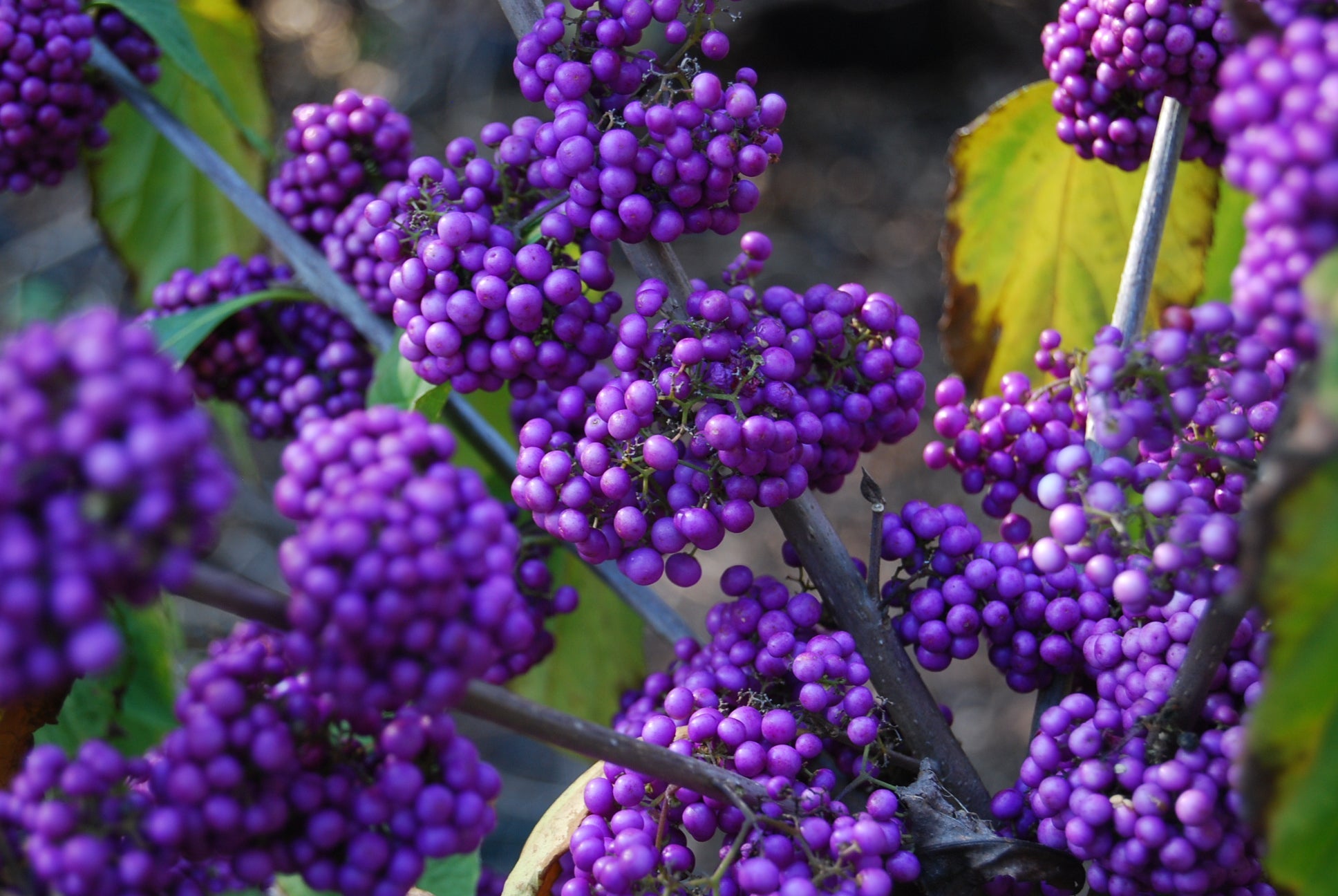 Japanese Beautyberry (Callicarpa japonica) 11 Callicarpa japonica 'Heavy Berry'