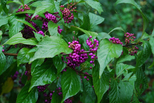 Callicarpa japonica 'Heavy Berry'