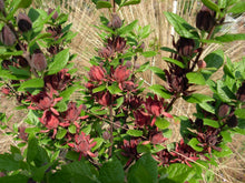 Calycanthus floridus