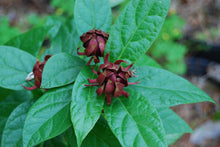 Calycanthus floridus