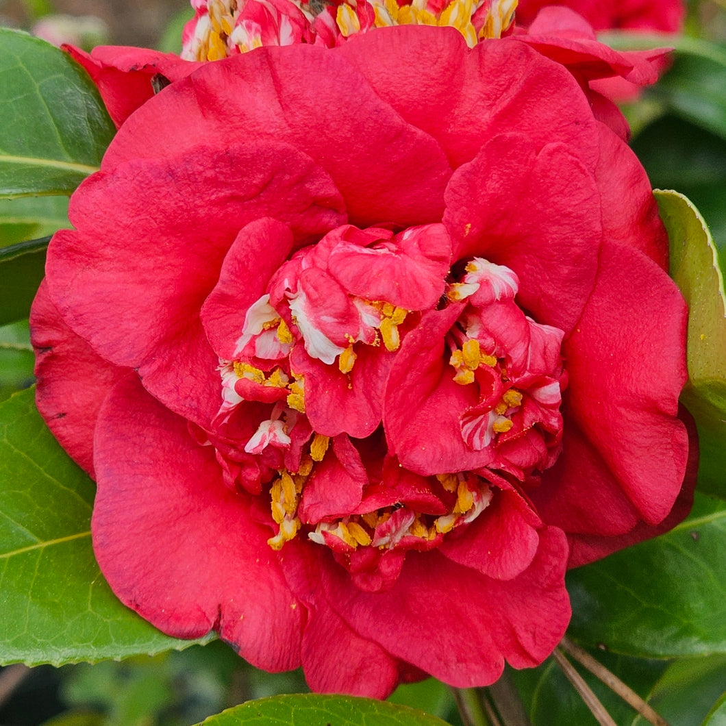 Camellia japonica 'April Tryst'