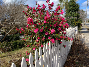 Camellia 'Crimson Candles'