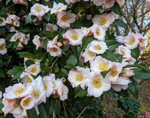 Camellia 'Japanese Fantasy'