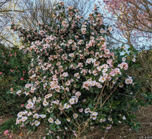 Camellia 'Japanese Fantasy'