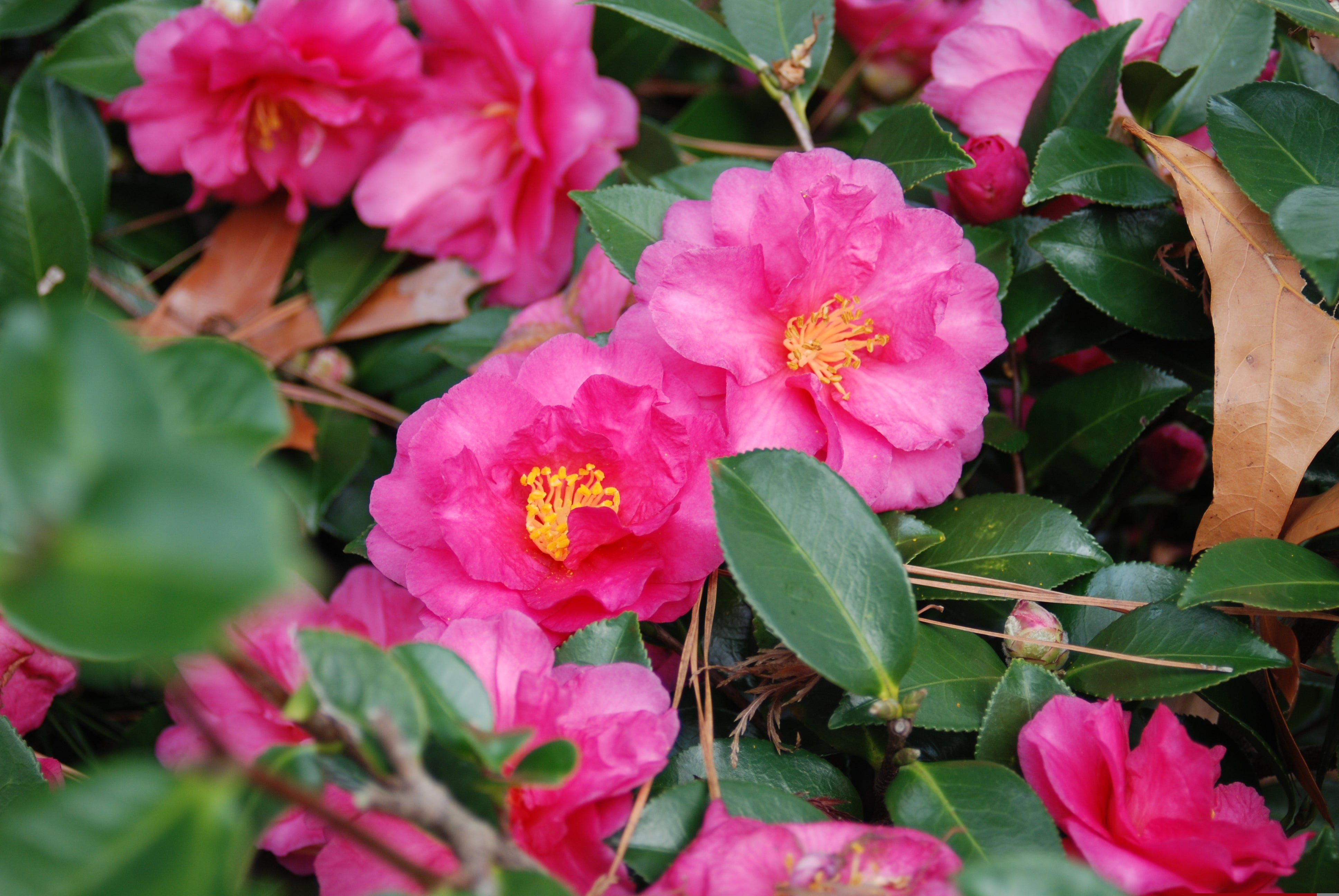 CamelliaShiShiGashira2_2.jpg?v