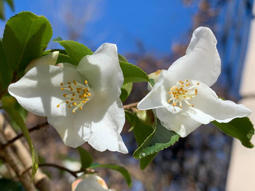 Camellia 'Wirlinga Bride'