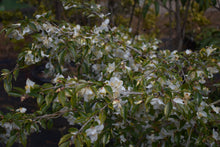 Camellia 'Wirlinga Bride'