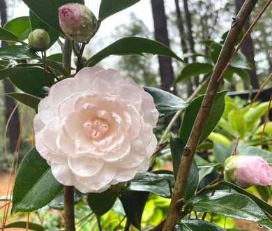 Camellia japonica 'Stephens Garden'