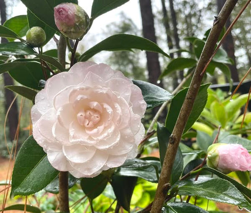 Camellia japonica 'Stephens Garden'