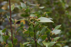 Camellia parvilimba