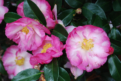 Camellia sasanqua 'Double Rainbow'