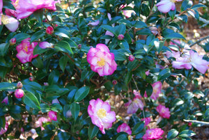 Camellia sasanqua 'Double Rainbow'