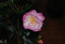 Camellia sasanqua 'Leslie Ann'