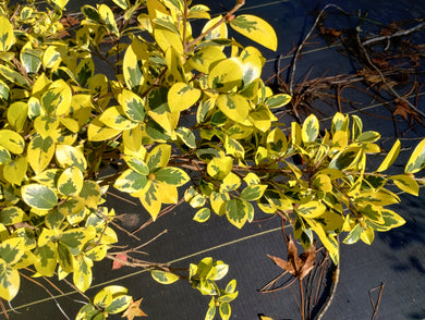 Camellia sasanqua 'Golden Phoenix'