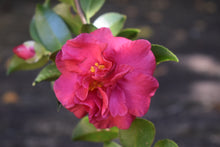 Camellia sasanqua 'Reverend Ida'