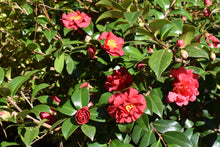Camellia sasanqua 'Reverend Ida'