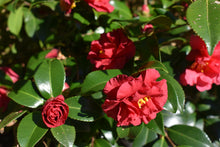 Camellia sasanqua 'Reverend Ida'