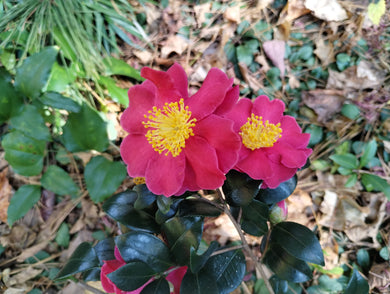 Camellia sasanqua 'Yuletide Cheer'