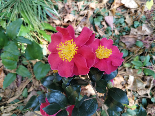 Camellia sasanqua 'Yuletide Cheer'