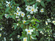 Camellia vietnamensis