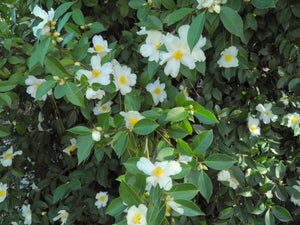 Camellia vietnamensis