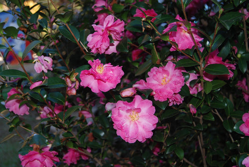Camellia sasanqua 'Rose of Autumn'