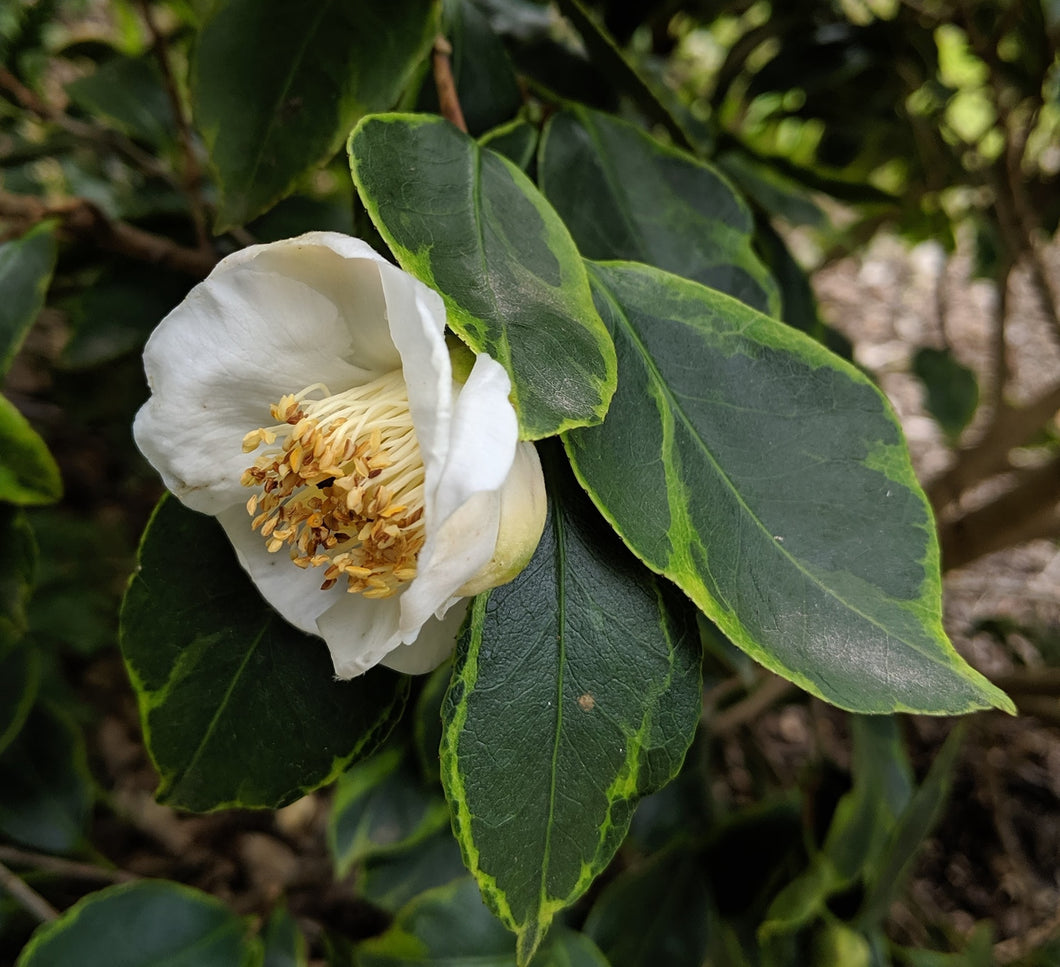 Camellia japonica 'Benten Shiratama'