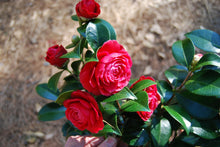 Camellia japonica 'Black Tie'
