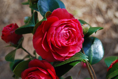 Camellia japonica 'Black Tie'