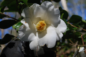 Camellia japonica 'Bonten'