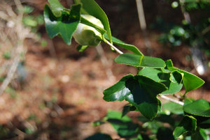 Camellia japonica 'Bonten'