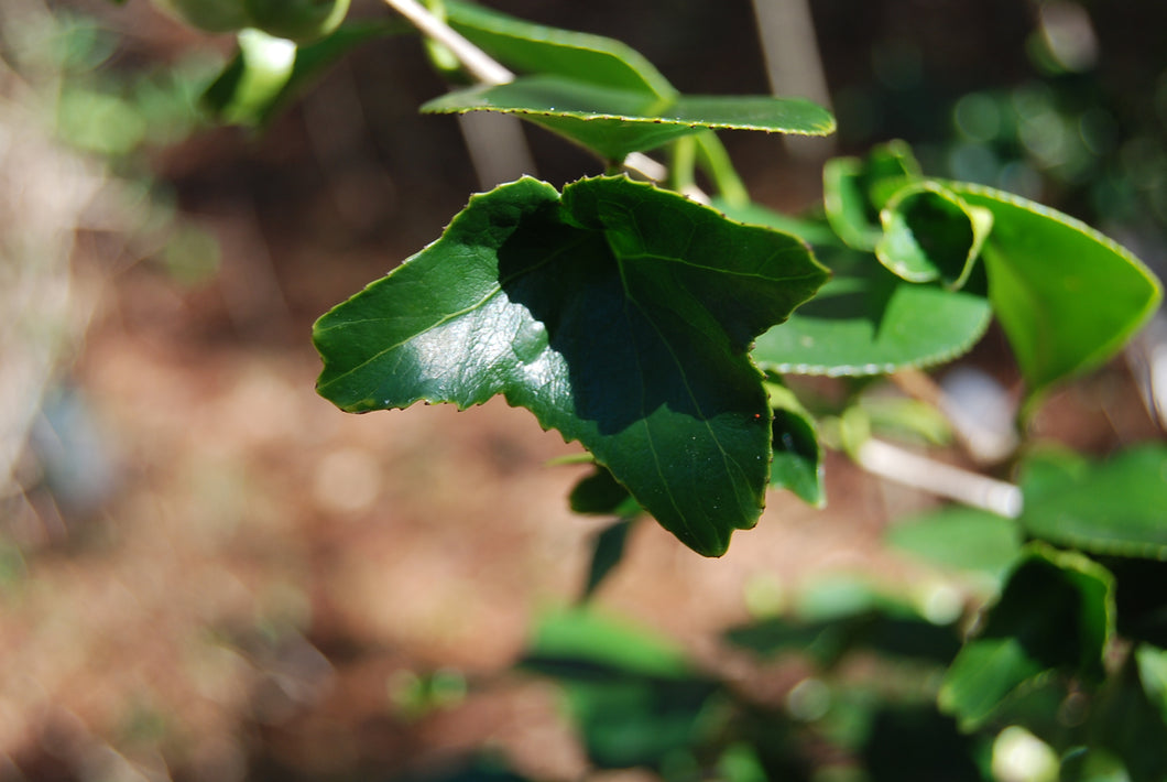 Camellia japonica 'Bonten'