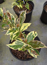 Camellia japonica 'Gordon's Flash'