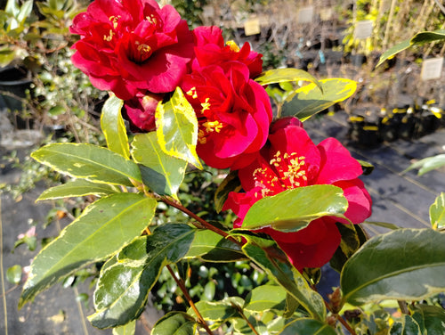 Camellia japonica 'Gordon's Flash'