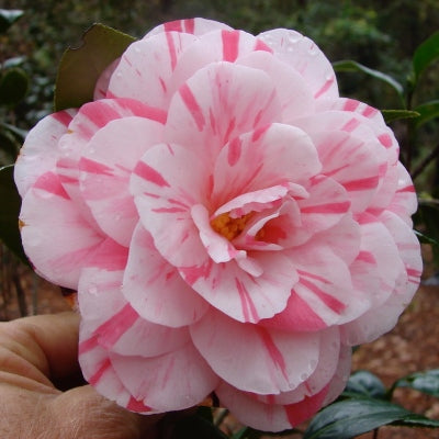 Camellia japonica 'Jimmy Carter' – Nurseries Caroliniana