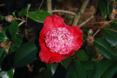 Camellia japonica 'Kumagai Nagoya'