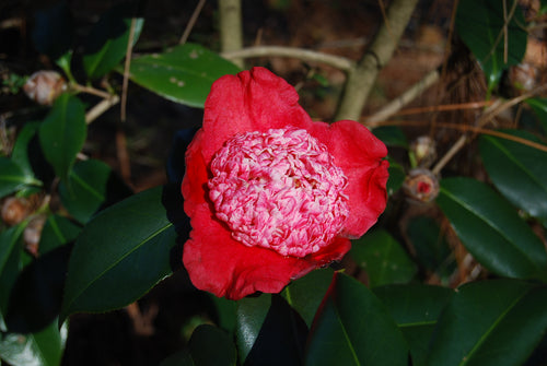 Camellia japonica 'Kumagai Nagoya'